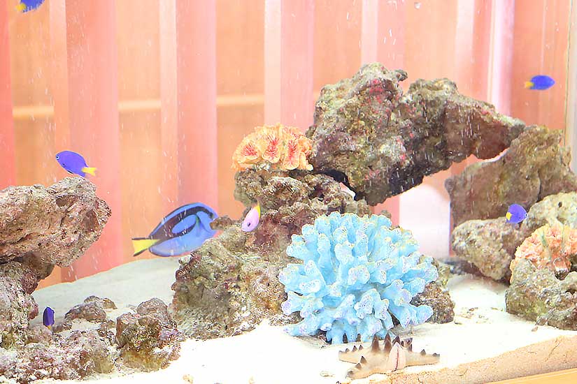 水槽ではカラフルな熱帯魚をご覧いただけます
